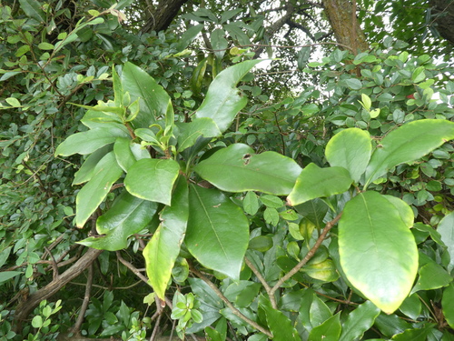 Image of Pittosporum glabratum by (c) Aaron Liston, some rights reserved (CC BY)