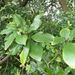 Glabrous Pittosporum - Photo (c) Aaron Liston, some rights reserved (CC BY), uploaded by Aaron Liston