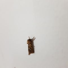 Triodia sylvina