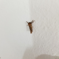 Triodia sylvina