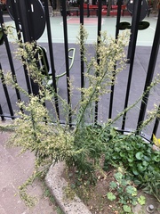 Erigeron canadensis