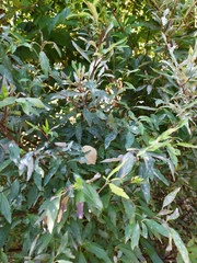 Podosphaera clandestina