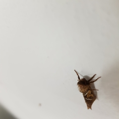 Triodia sylvina