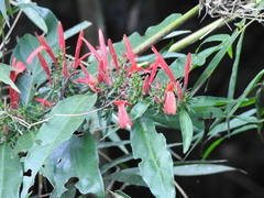 Justicia brasiliana