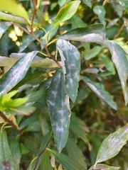 Podosphaera clandestina