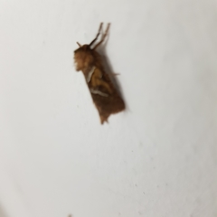 Triodia sylvina