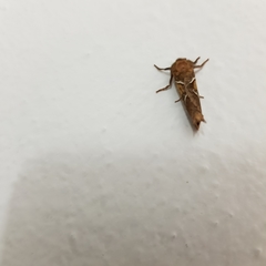 Triodia sylvina