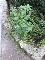Cleome houtteana