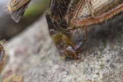 Hemicrepidius pallidipennis