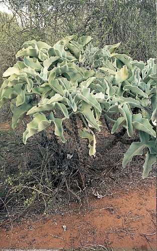 Velvet-leaf