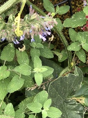 Bombus impatiens