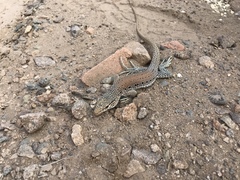 Callopistes maculatus