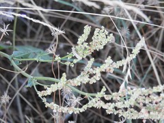 Rumex papillaris