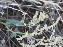 Rumex papillaris
