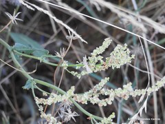 Rumex papillaris