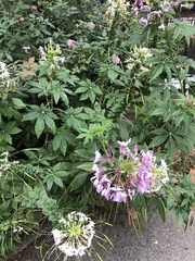 Cleome houtteana