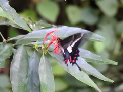 Parides agavus