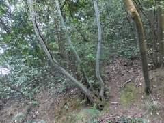 Acer cordatum