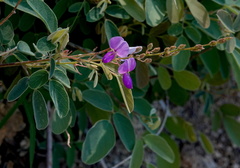 Desmodium cinerascens