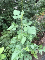 Morus alba