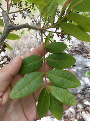Zanthoxylum flavum