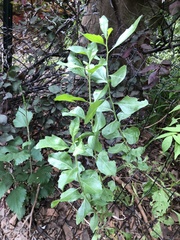 Baccharis halimifolia
