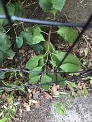 Phytolacca americana