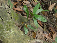 Gnetum montanum