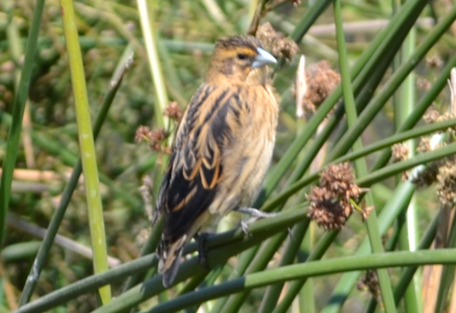 Fantailed Widowbird from Ngorongoro Conservation Area, Tanzania on