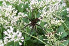 Dolomedes triton