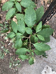 Phytolacca americana