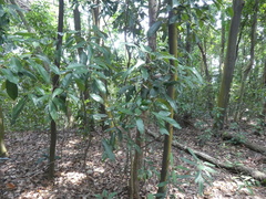 Ormosia semicastrata