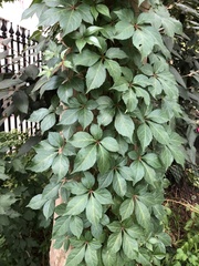 Parthenocissus quinquefolia