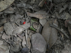 Ormosia semicastrata