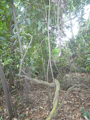 Callerya dielsiana