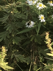 Bombus impatiens
