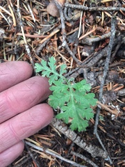 Artemisia franserioides