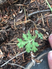 Artemisia franserioides