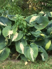 Hosta