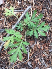 Artemisia franserioides