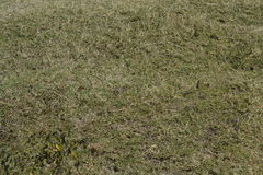 Arvicanthis niloticus