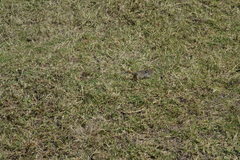 Arvicanthis niloticus