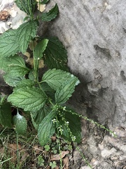Verbena urticifolia