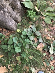 Eleusine indica