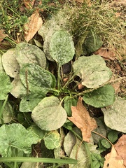 Golovinomyces sordidus