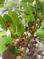 Zanthoxylum flavum
