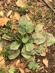 Golovinomyces sordidus