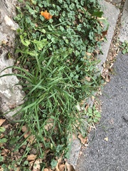 Eleusine indica