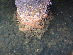 Molgula manhattensis