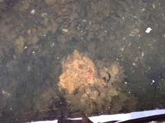 Molgula manhattensis